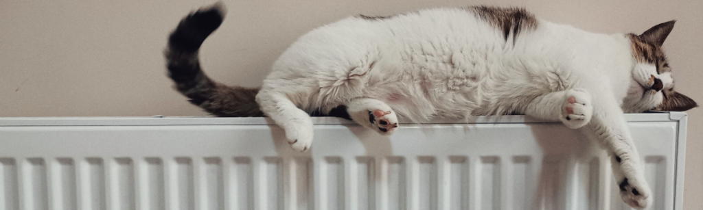 Cat asleep on radiator